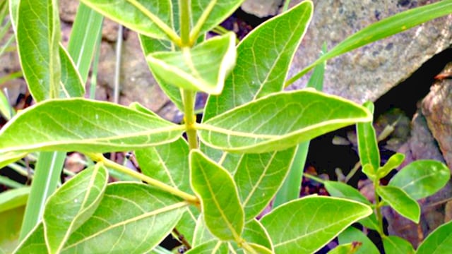 Fadogia Agrestis Plant