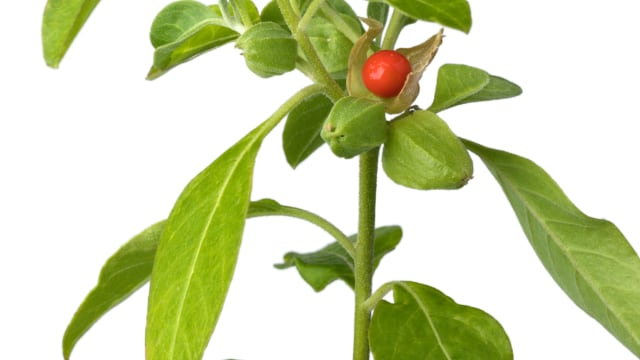 Ashwaghanda Plant With Red Berry