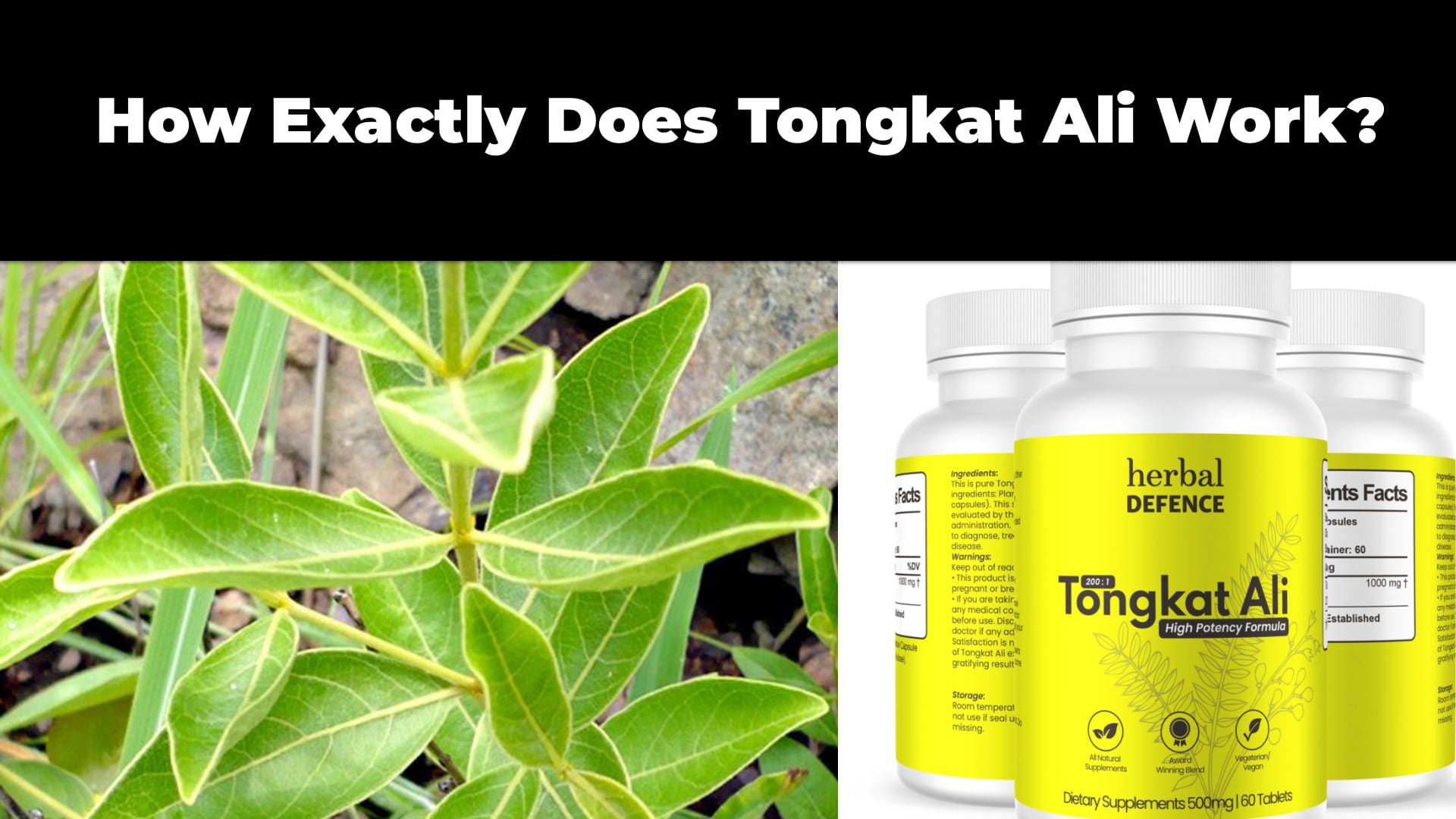 How Long Does It Take For Tongkat Ali To Work How Exactly Does Tongkat Ali Work? - Tongkat Ali Australia